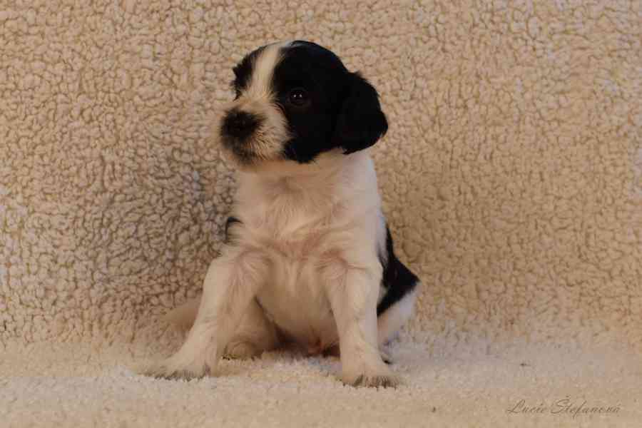 Štěně Schapendoes s PP - foto 4