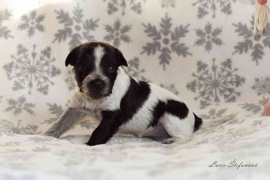 Štěně Schapendoes s PP - foto 1