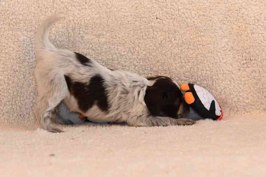 Štěně Schapendoes s PP - foto 11