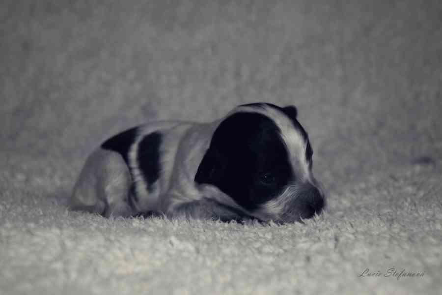 Štěně Schapendoes s PP - foto 3