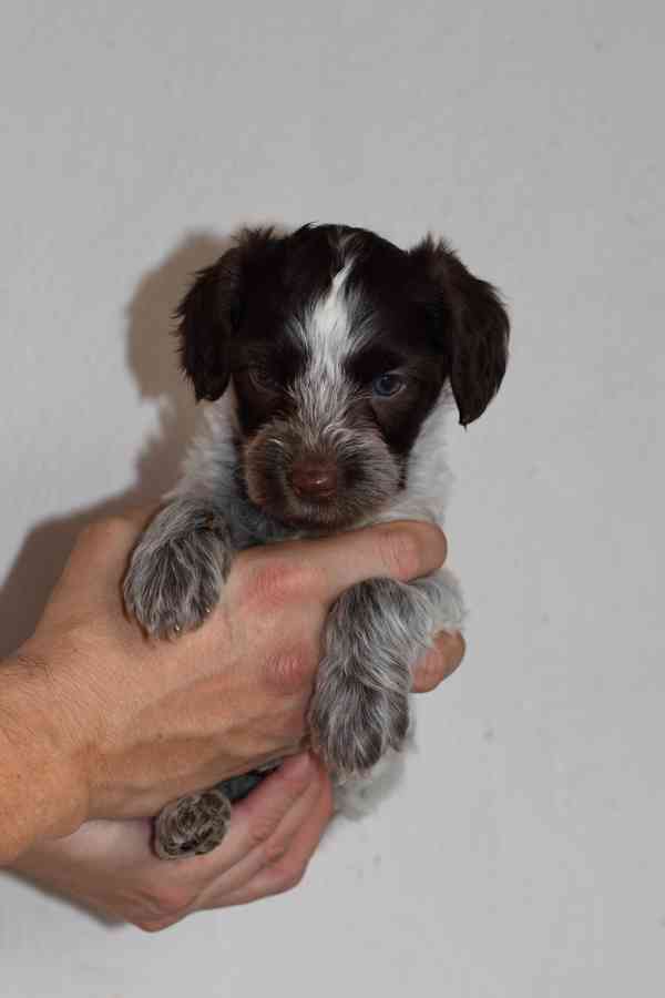 Štěně Schapendoes s PP - foto 12