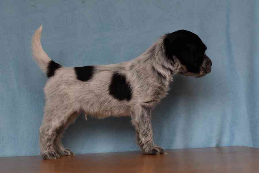 Štěně Schapendoes s PP - foto 10