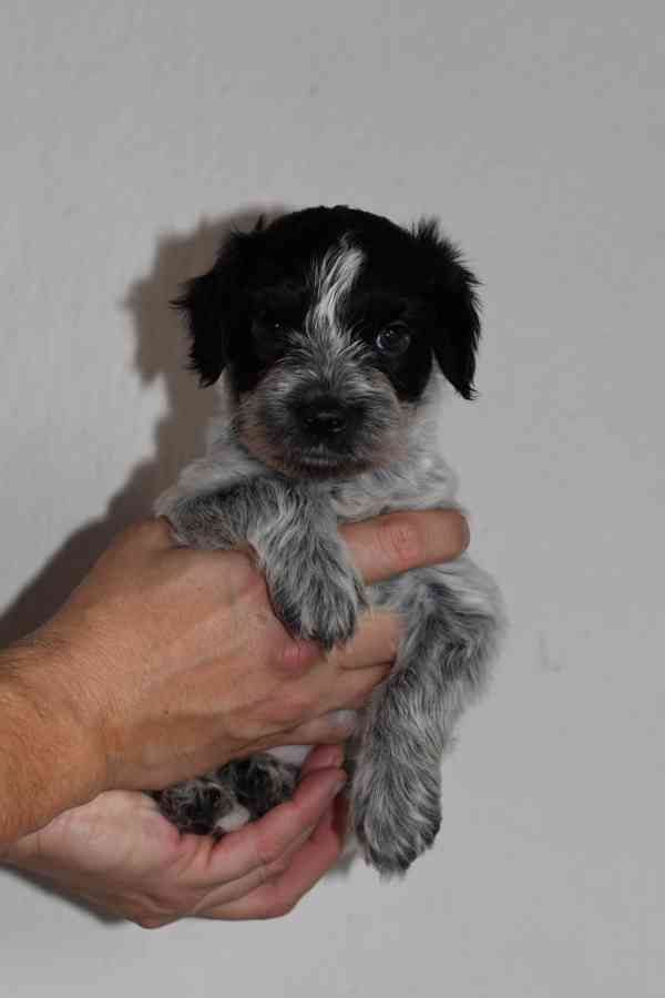 Štěně Schapendoes s PP - foto 9