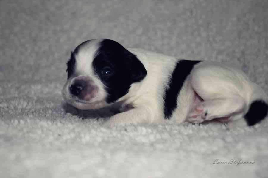 Štěně Schapendoes s PP - foto 2