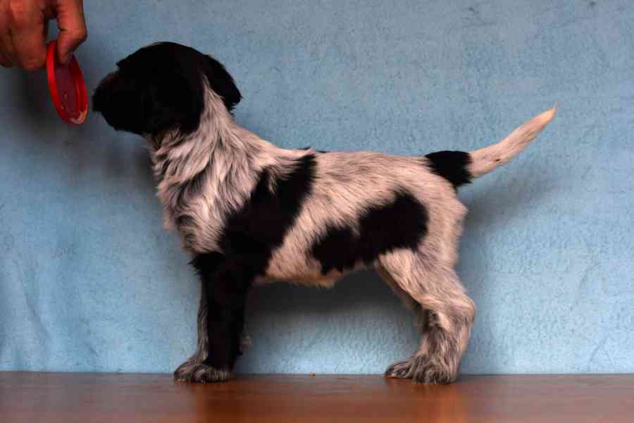 Štěně Schapendoes s PP - foto 14