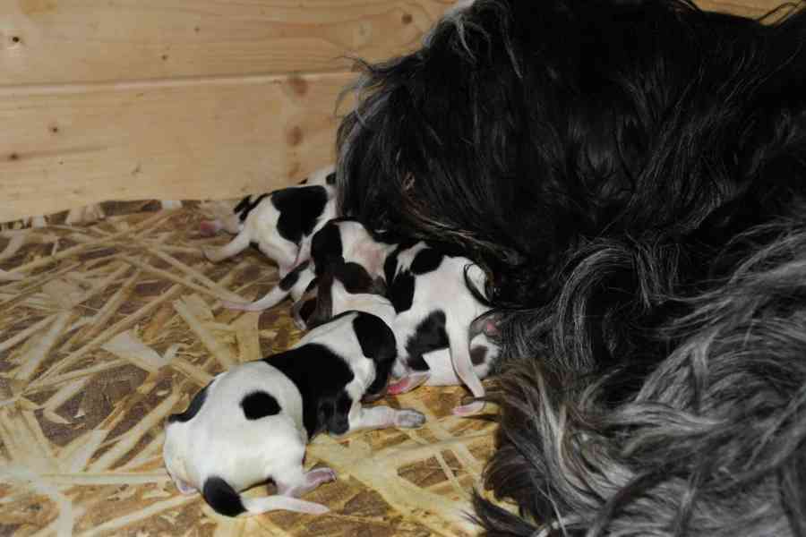 Štěně Holandského ovčáckého pudla s PP - foto 1