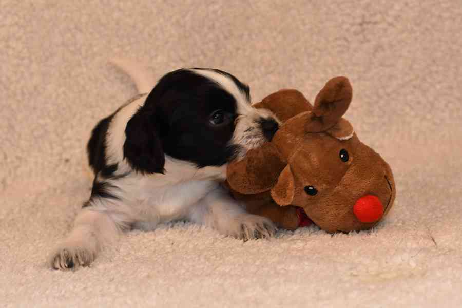 Štěně Schapendoes s PP - foto 5