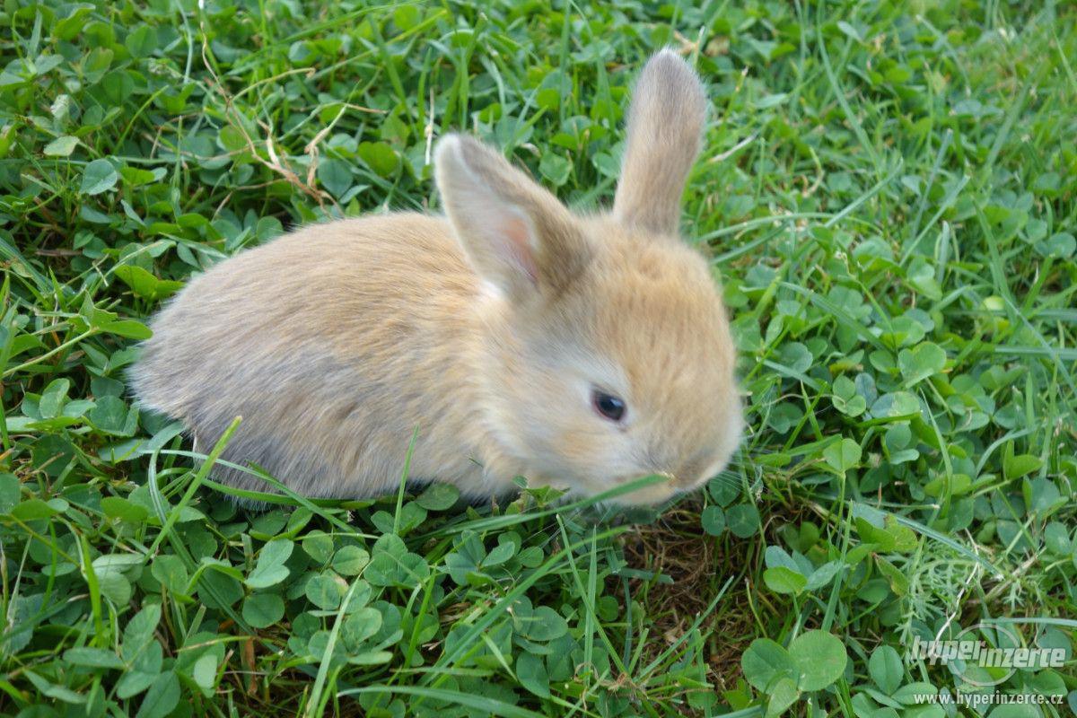Prodám malé králíčky BERÁNKY - foto 1
