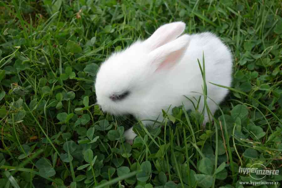 Prodám malé králíčky BERÁNKY - foto 2