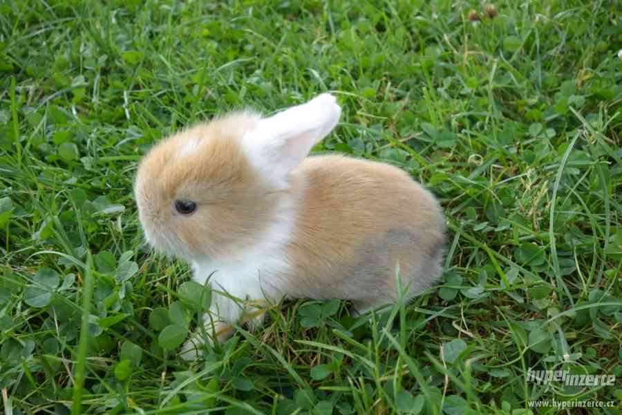 Prodám malé králíčky BERÁNKY - foto 3