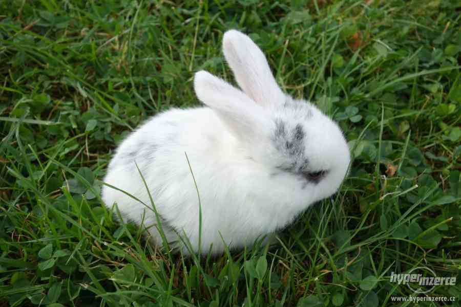 Prodám malé králíčky BERÁNKY - foto 4