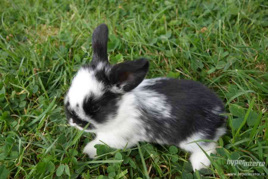 Prodám malé králíčky BERÁNKY - foto 5