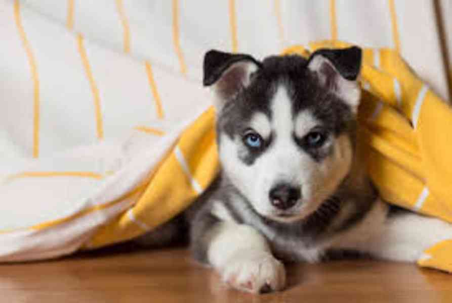 Štěňata sibiřského husky na prodej. - foto 3