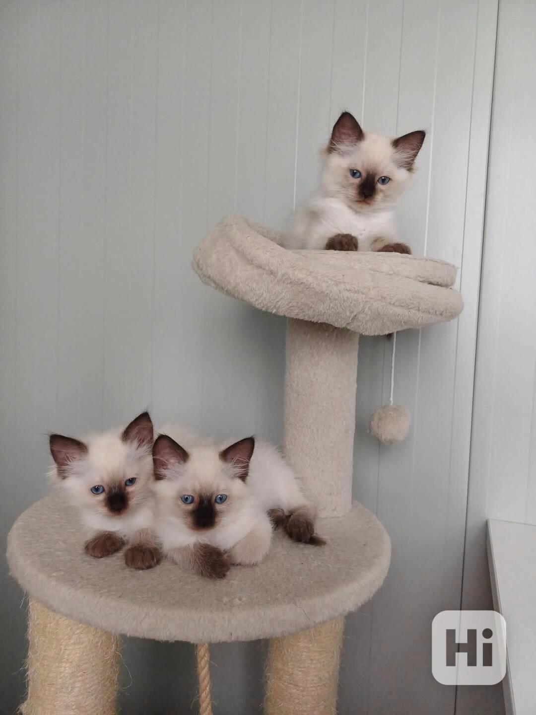 Ragdoll kotátka bez PP - foto 1