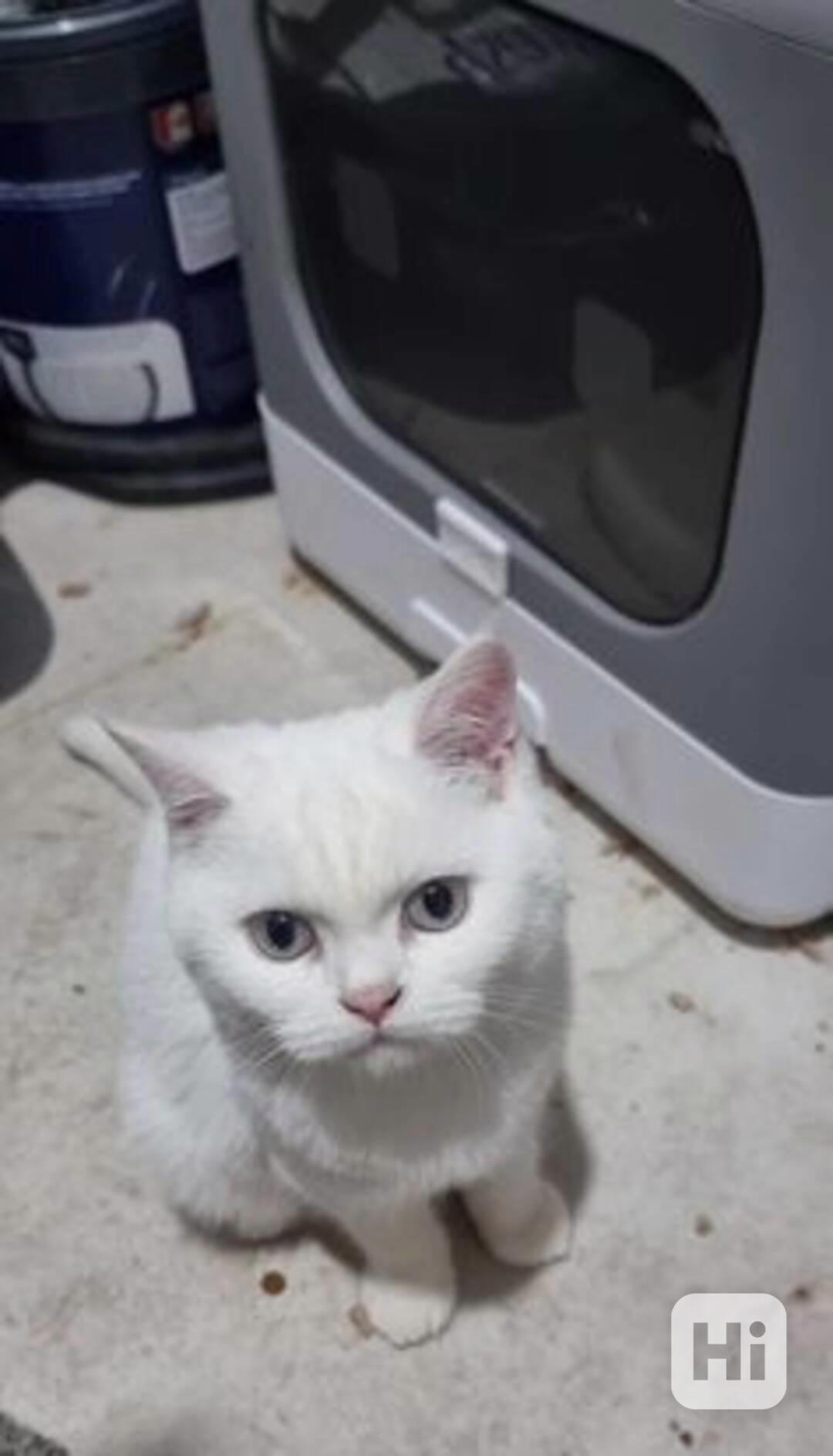 British Shorthair kittens - foto 1