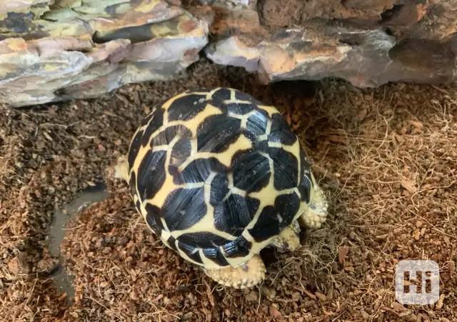 Indická hvězdicovitá želva (Geochelone elegans) - foto 1