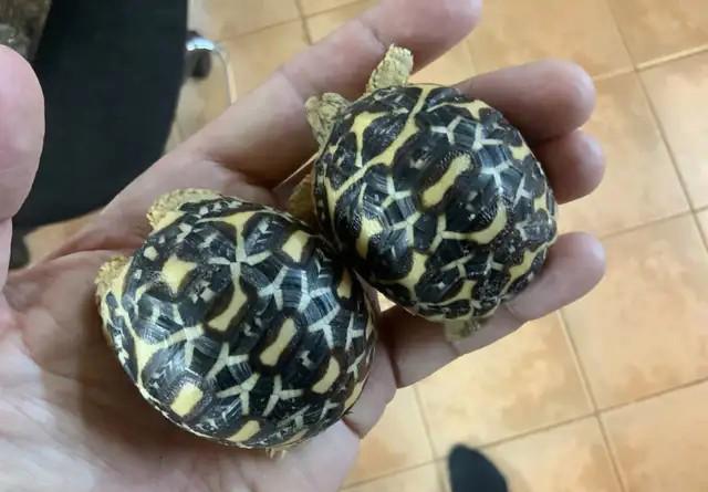 Indická hvězdicovitá želva (Geochelone elegans) - foto 5