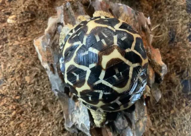 Indická hvězdicovitá želva (Geochelone elegans) - foto 2