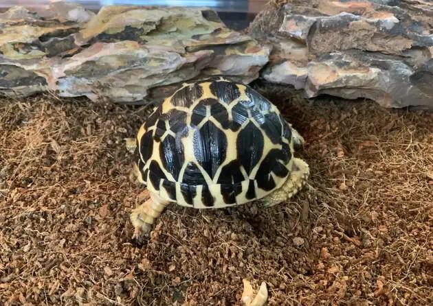 Indická hvězdicovitá želva (Geochelone elegans) - foto 3