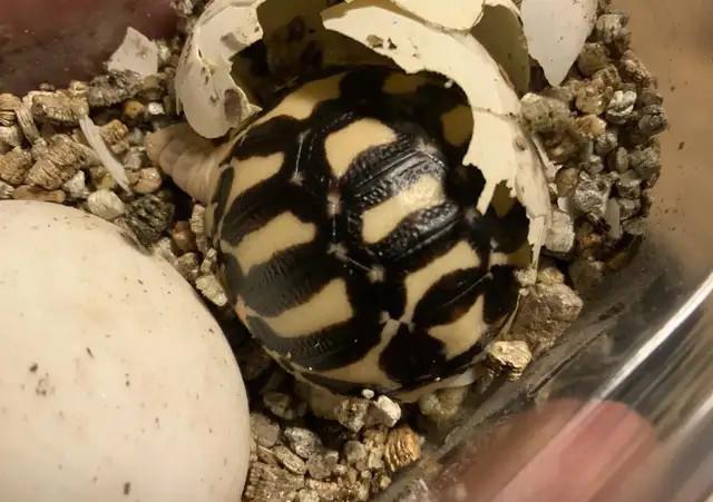 Indická hvězdicovitá želva (Geochelone elegans) - foto 6