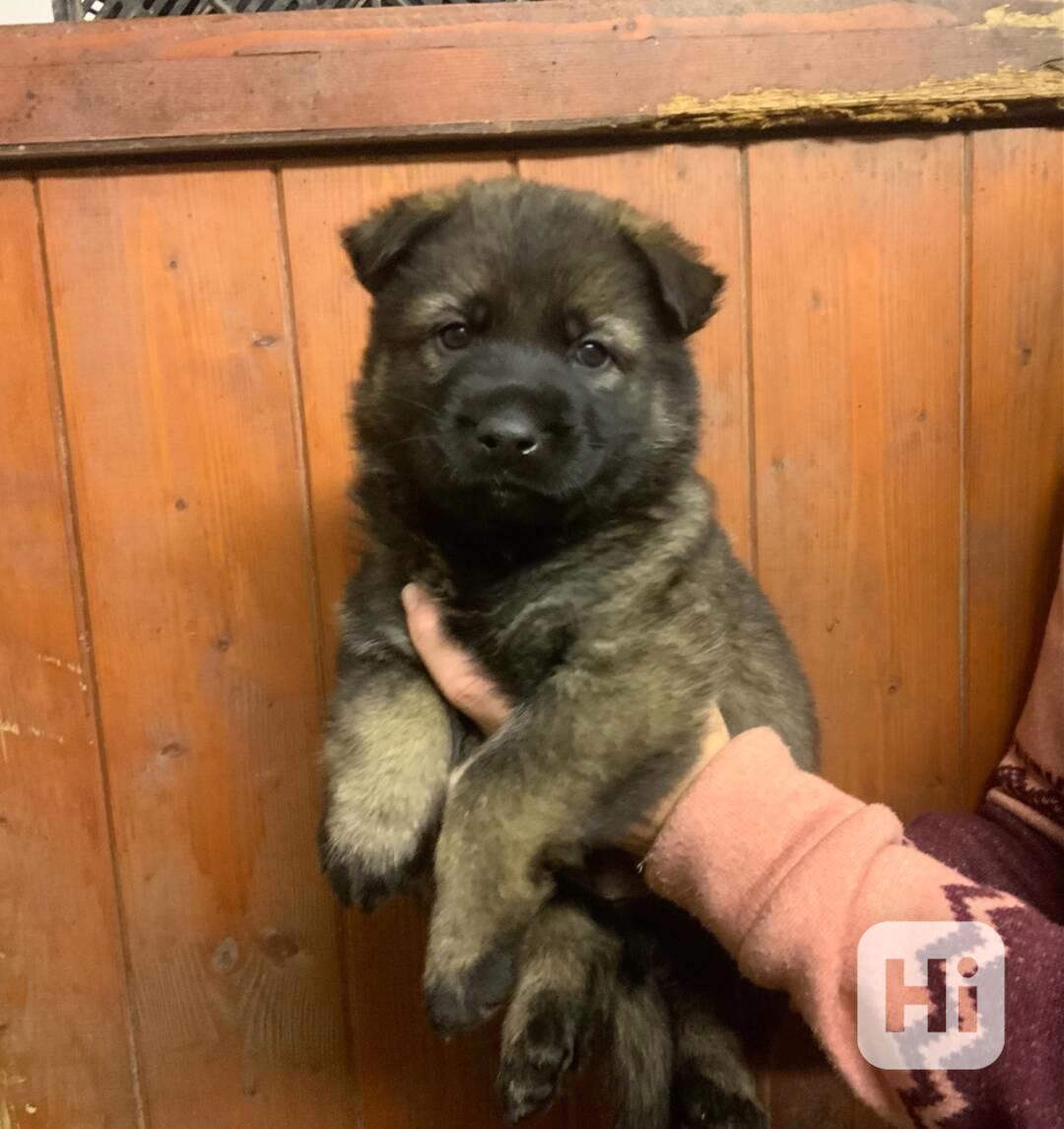 Německý ovčák - štěňata s PP - foto 1