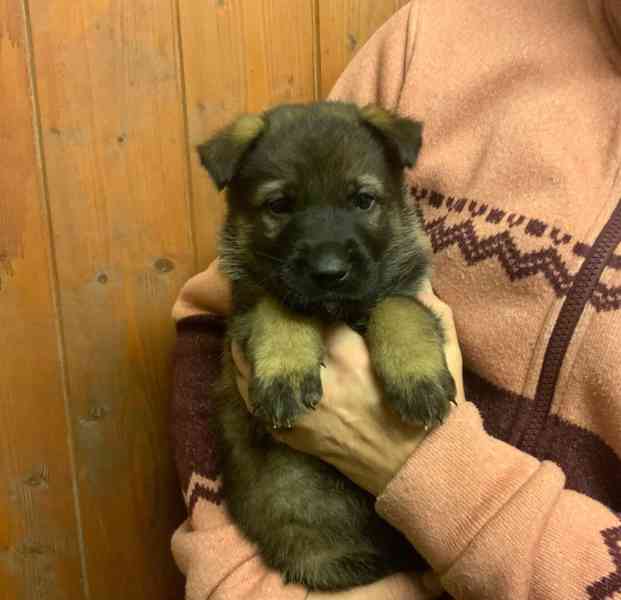 Německý ovčák - štěňata s PP - foto 4