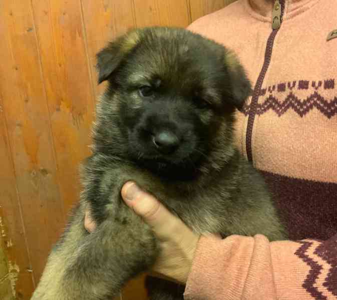 Německý ovčák - štěňata s PP - foto 2