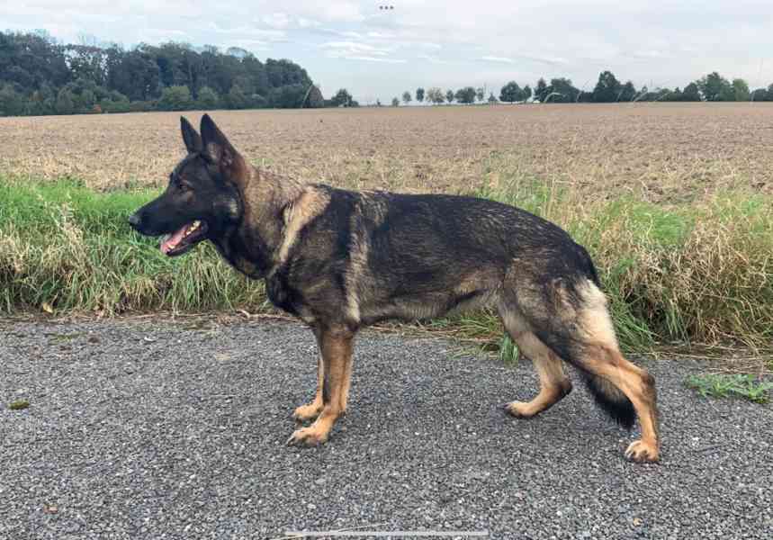 Německý ovčák - štěňata s PP - foto 5