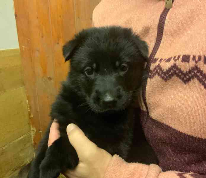 Německý ovčák - štěňata s PP - foto 3