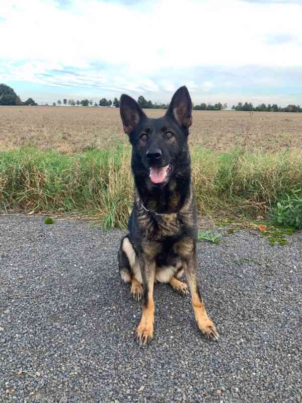 Německý ovčák - štěňata s PP - foto 6