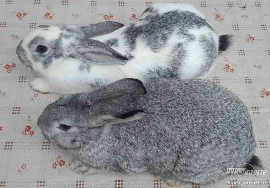 Prodej králíků - foto 1
