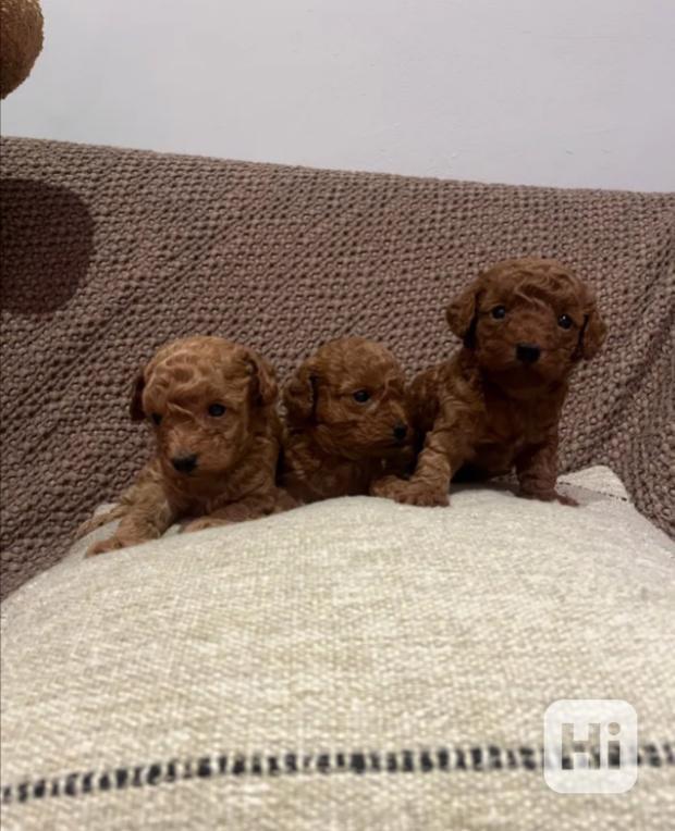 Krásná štěňata červeného toy/asijského pudla - foto 1