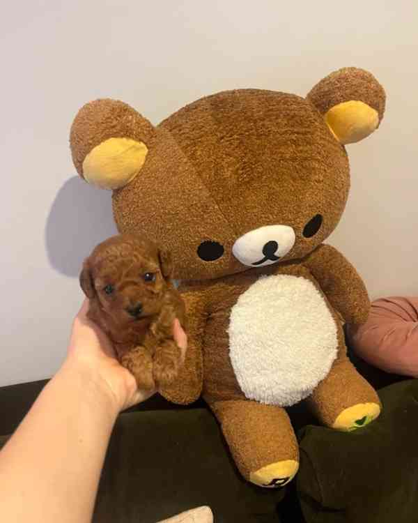 Krásná štěňata červeného toy/asijského pudla - foto 4