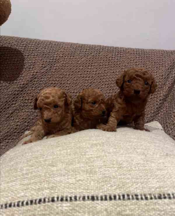 Krásná štěňata červeného toy/asijského pudla - foto 1