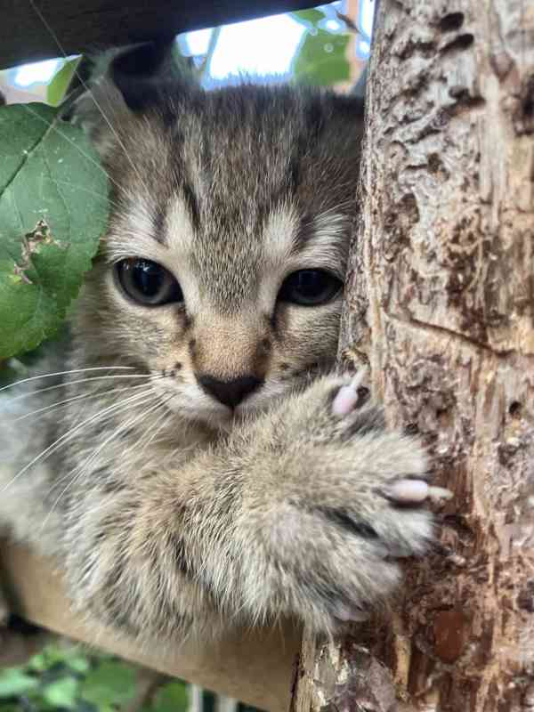 Bengálské kotě kočičky - foto 1