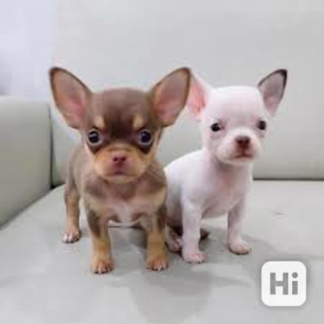 Štěňata čivavy - foto 1