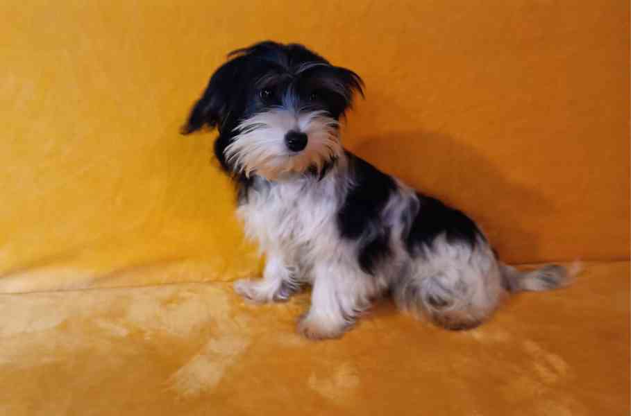 Biewer - pejsek bez pp - foto 2