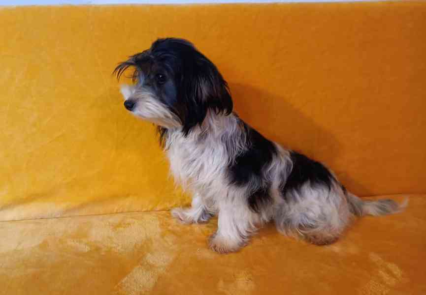 Biewer - pejsek bez pp - foto 1