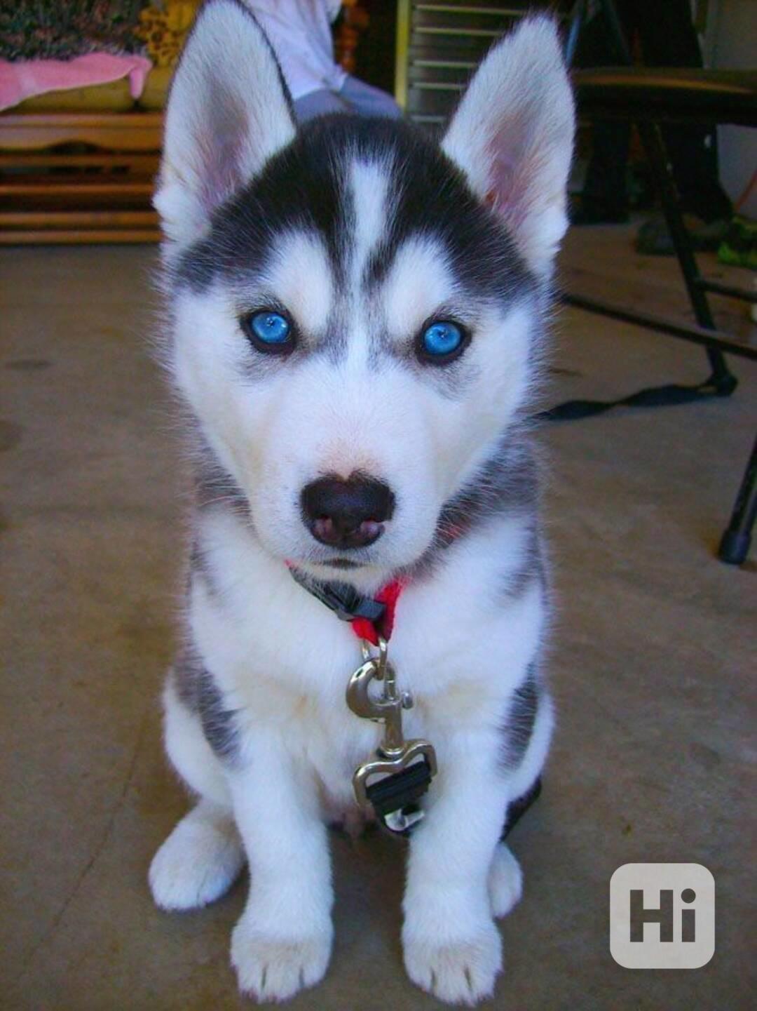 Zdarma dárek štěňata sibiřského huskyho k adopci  - foto 1
