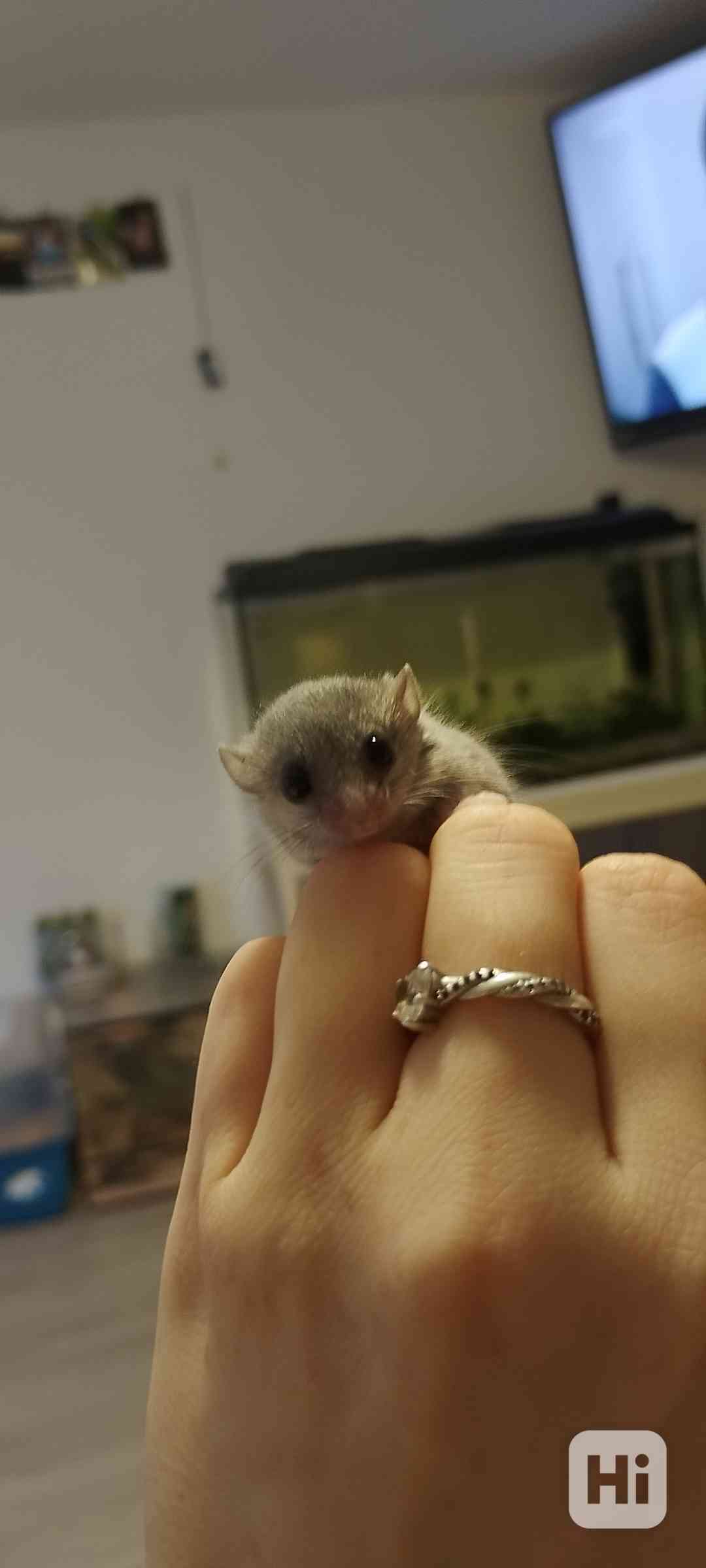 Plšík africký  - foto 1