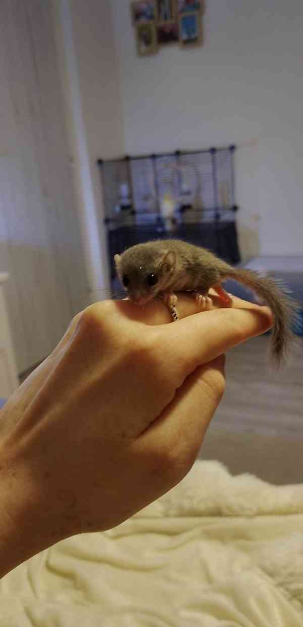 Plšík africký  - foto 4