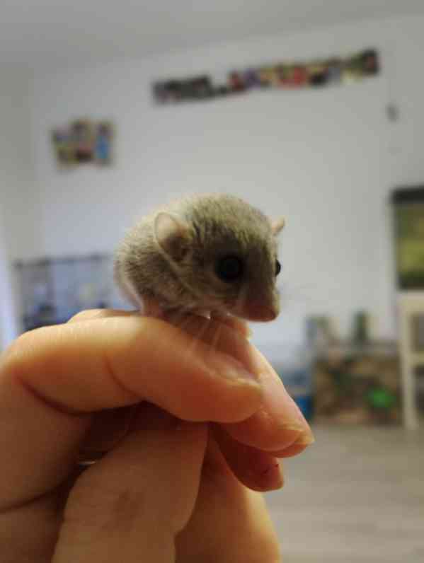 Plšík africký  - foto 5