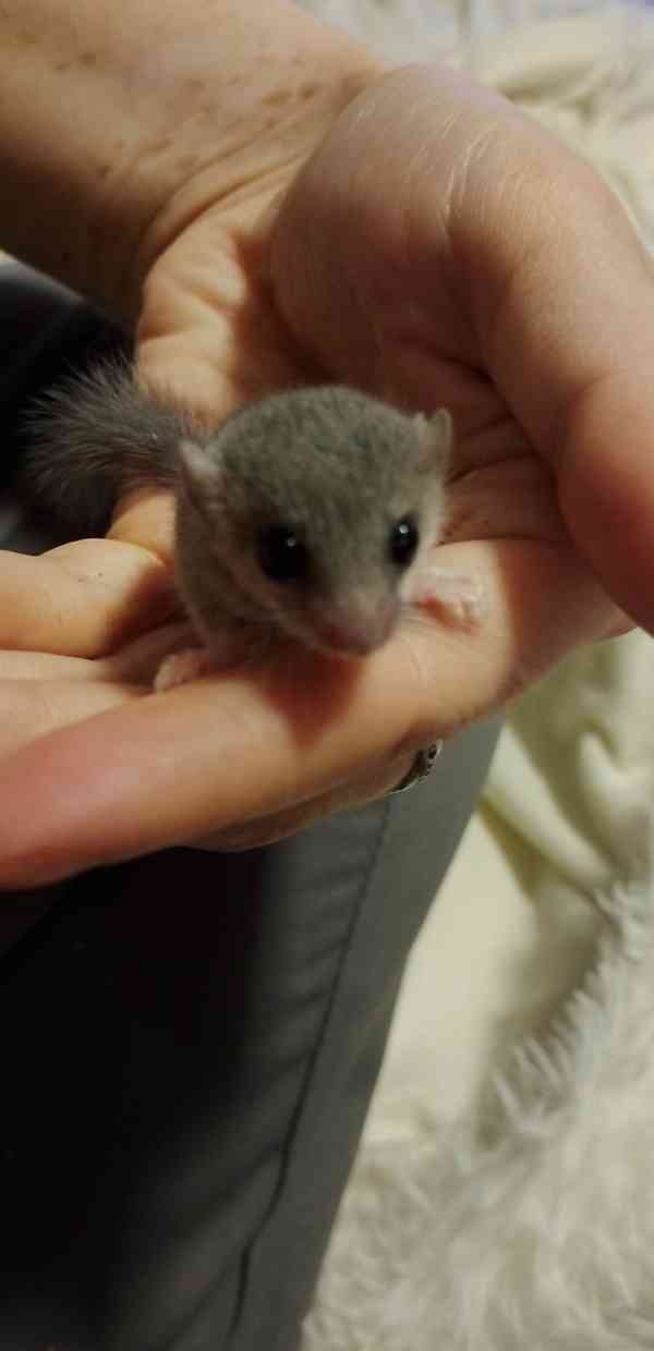 Plšík africký  - foto 3