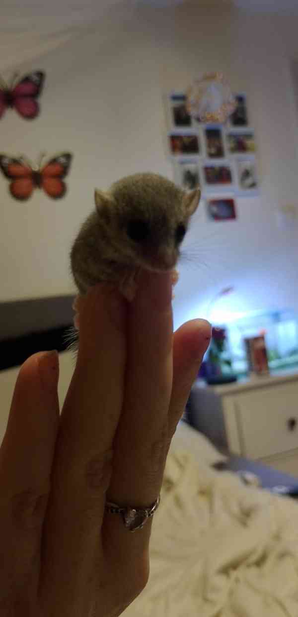 Plšík africký  - foto 2