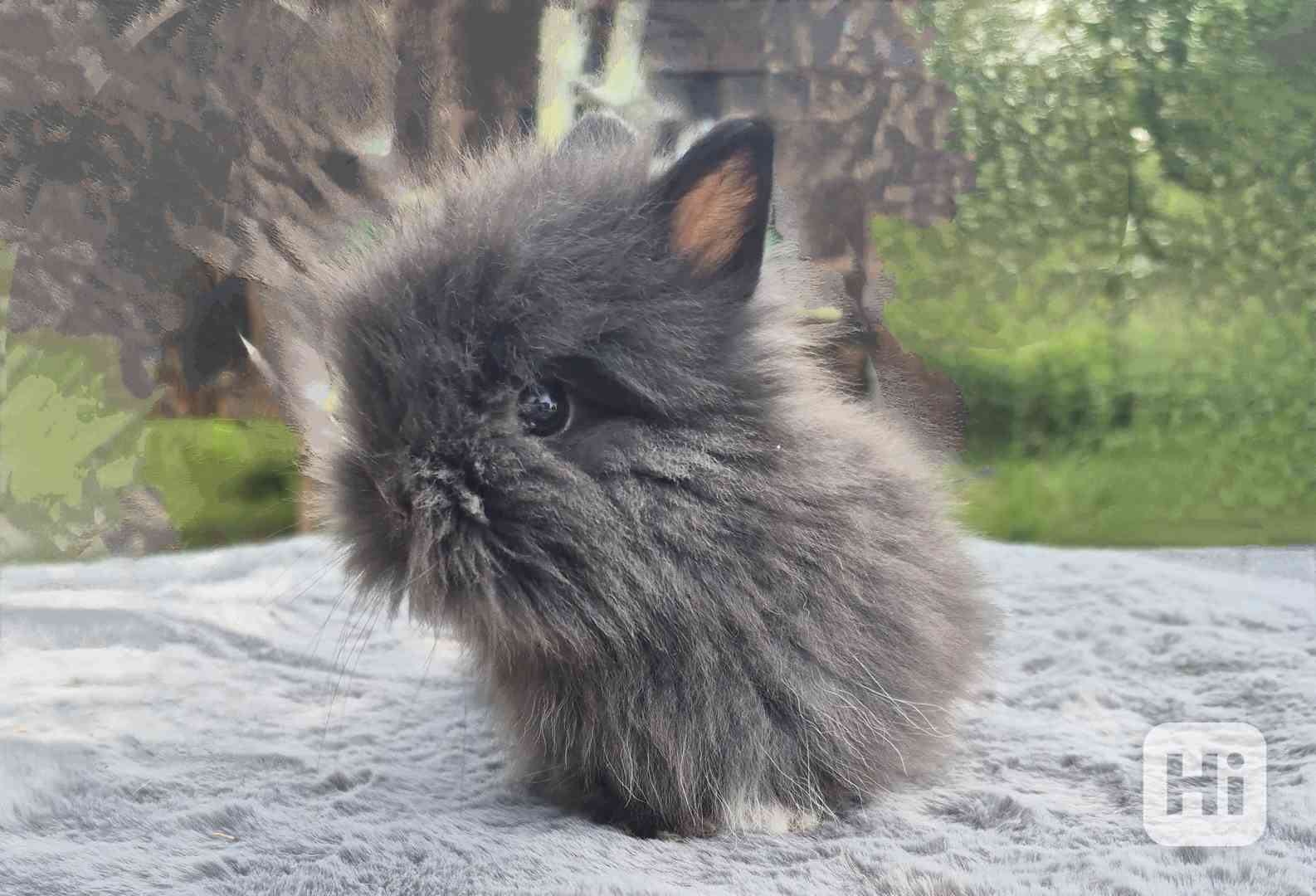 Zakrslý teddy králiček  - foto 1