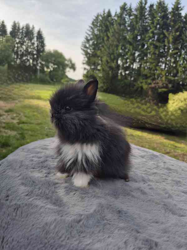 Zakrslý teddy králiček  - foto 4