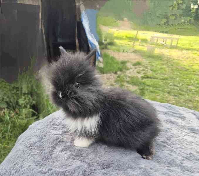 Zakrslý teddy králiček  - foto 7