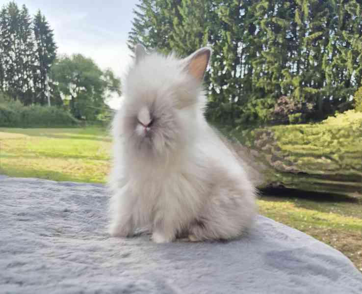 Zakrslý teddy králiček  - foto 2