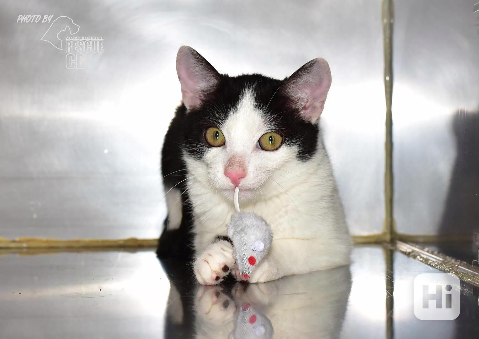 Darujeme kotě - foto 1