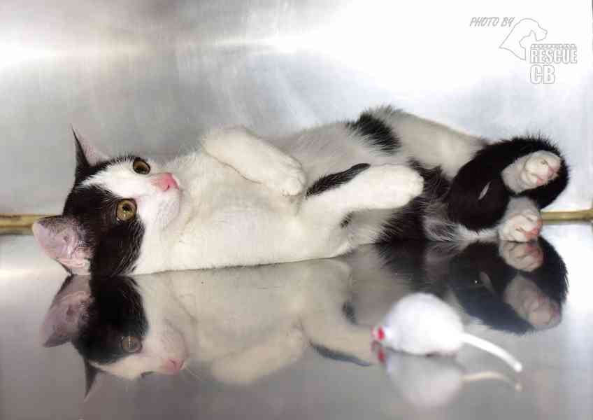 Darujeme kotě - foto 2